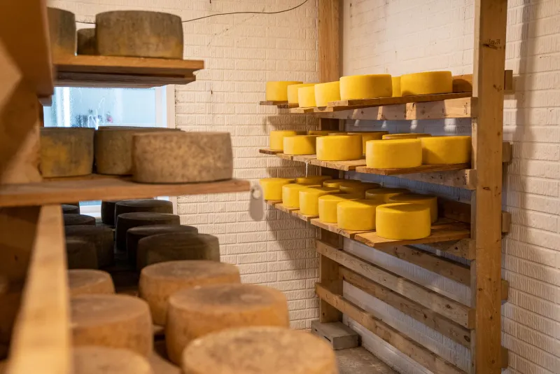 Your Mini Fridge Has a Secret Life: The Beginner's Guide to Aging Cheese at Home